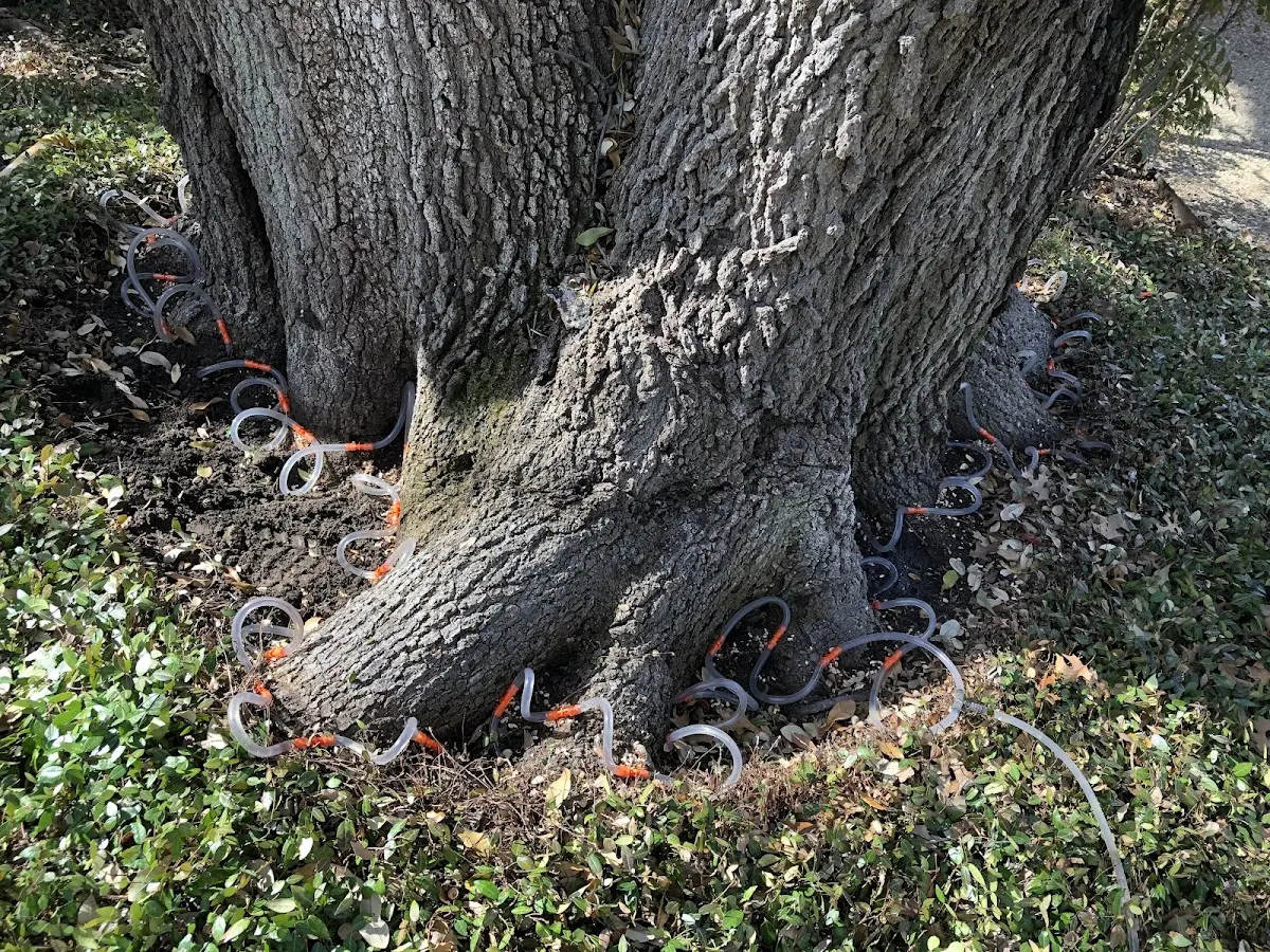 Detailed Tree Cabling and Bracing job site in Mc Farland