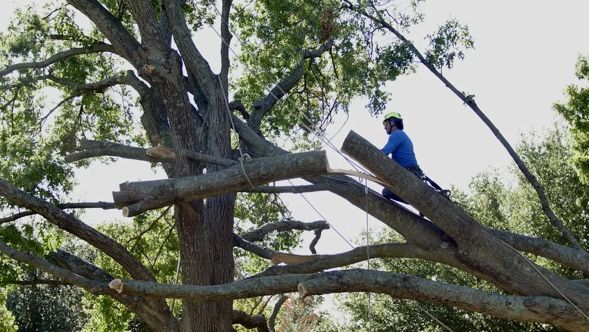 Professional Crown Thinning performed by certified arborists in Mc Farland